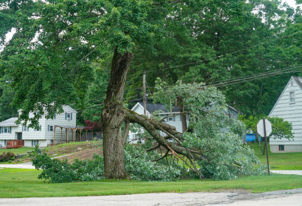 Trusted King, WI Tree Care  Experts